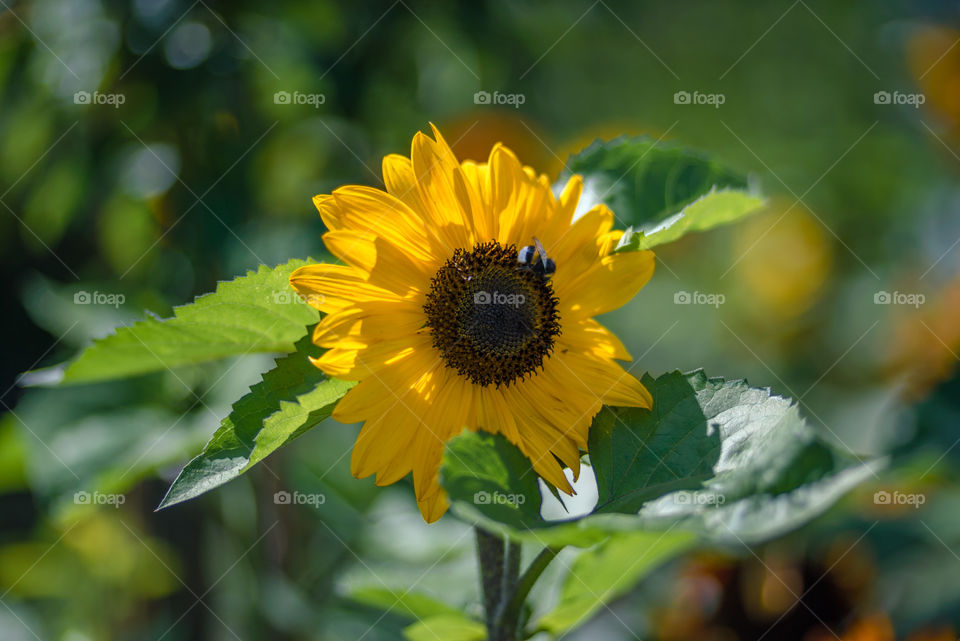 sunflowers smile