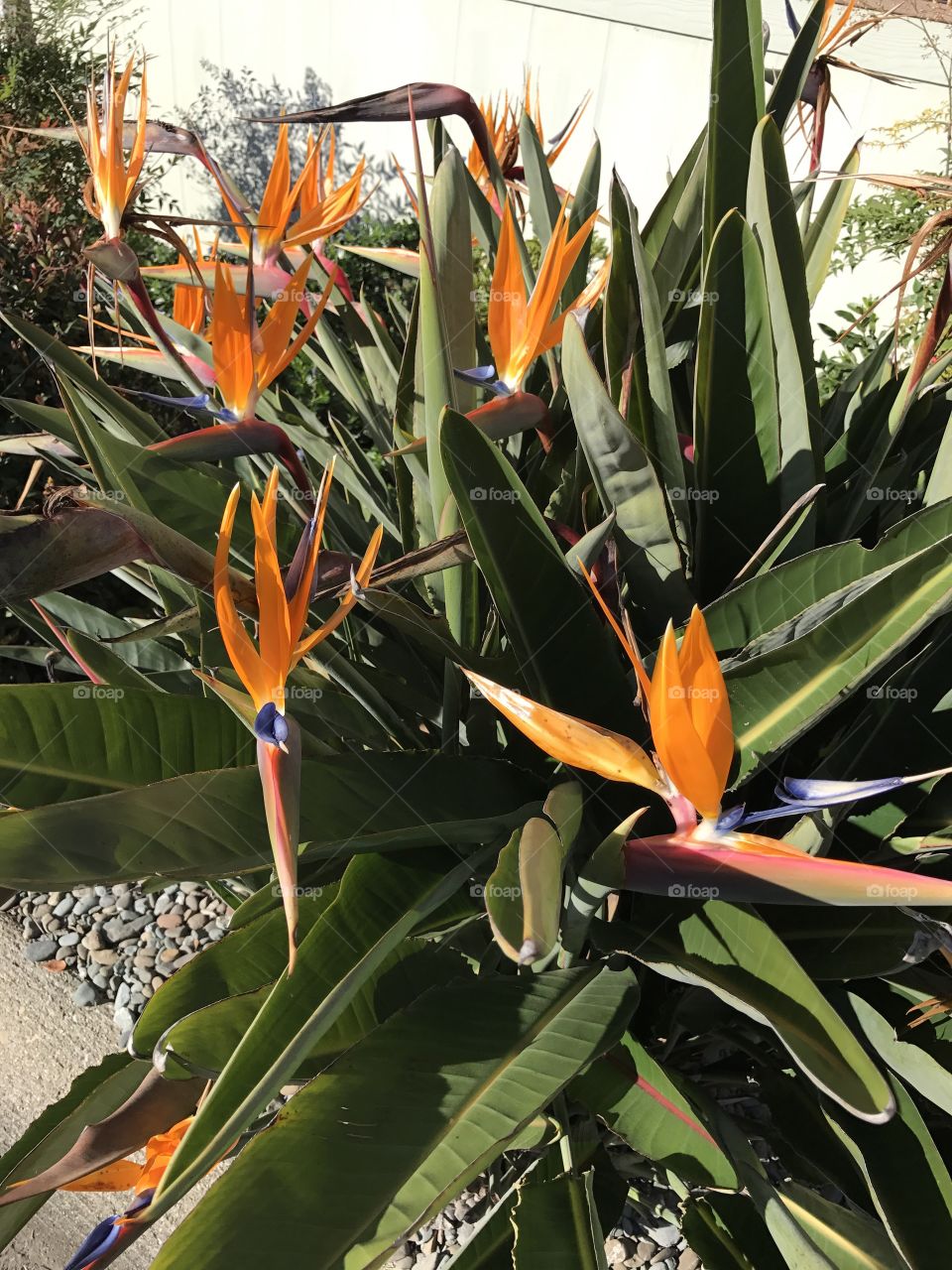 Bird of Paradise all over 😁