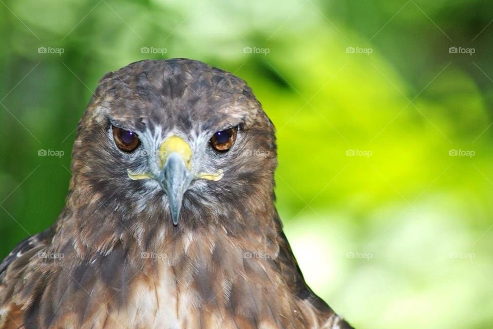 Red tailed hawk