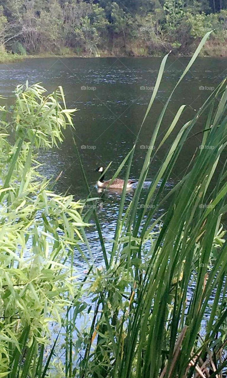 The grass is sometimes greener on the other side . Like this giant pond filled with a loving geese couple 