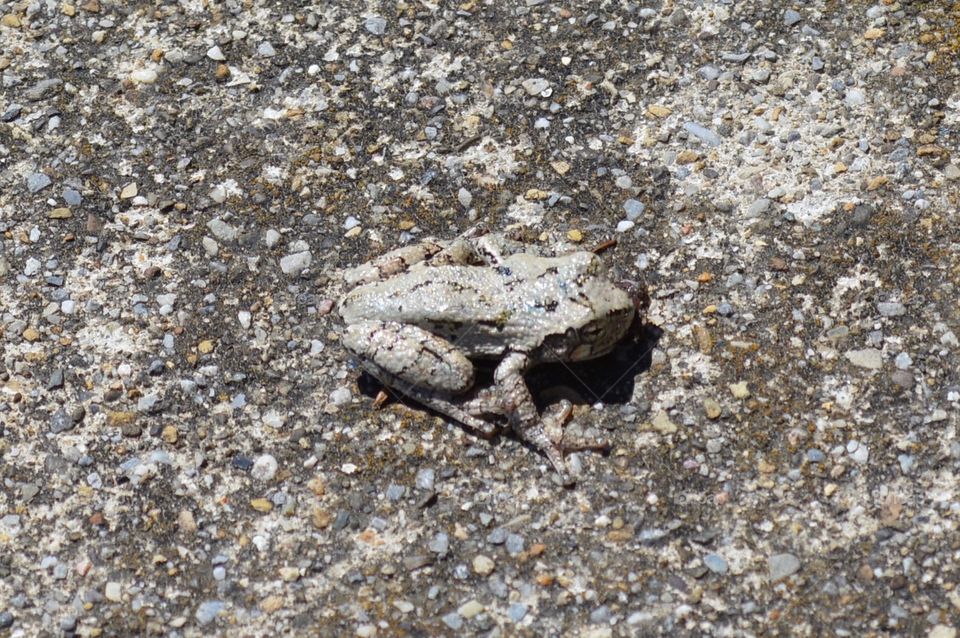 Gray frog on gray cement