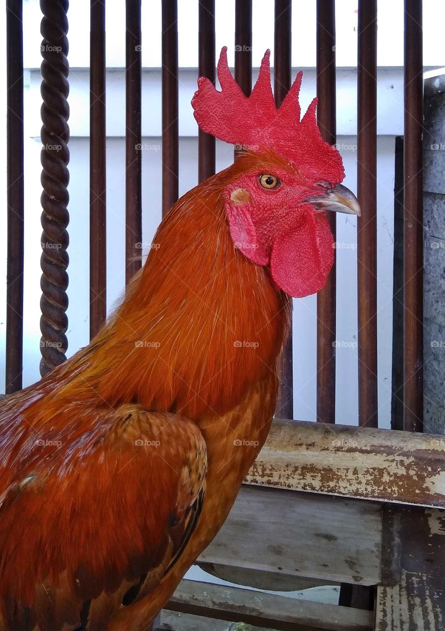 Courage is the virtue that the Japanese and other Far Eastern peoples attribute to the Rooster.