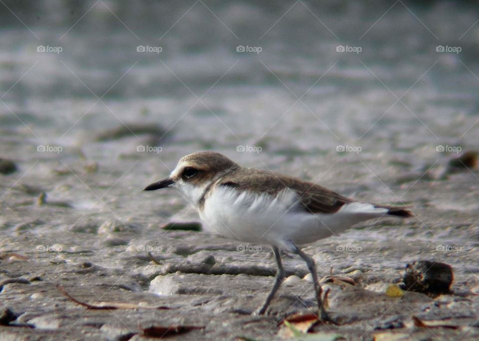 Kentish Plover. The one kind of shorebird incommon seen for the mud. The species more than looking for resedential than going on a migratory journey of the season.