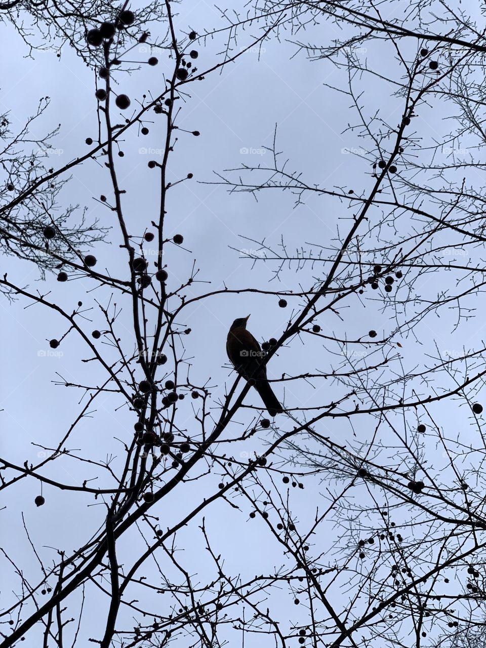 Alone bird resting on the bare trees.