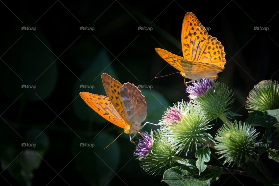 Beautiful and colourful butterfly