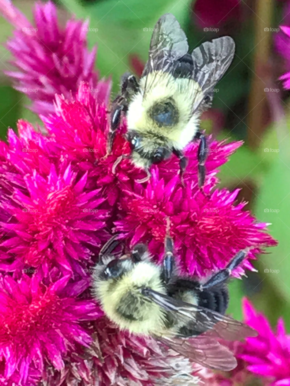 Bumblebees on bright flower closeup