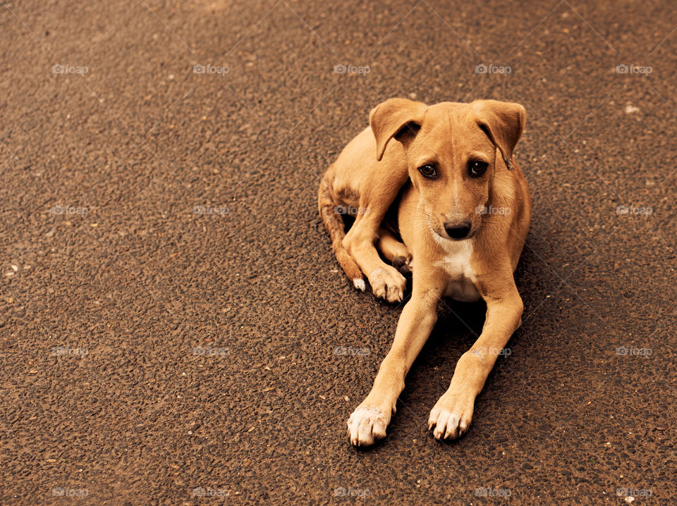 Animal photography - Kombai - Polygar - Puppy - watching me while photosession