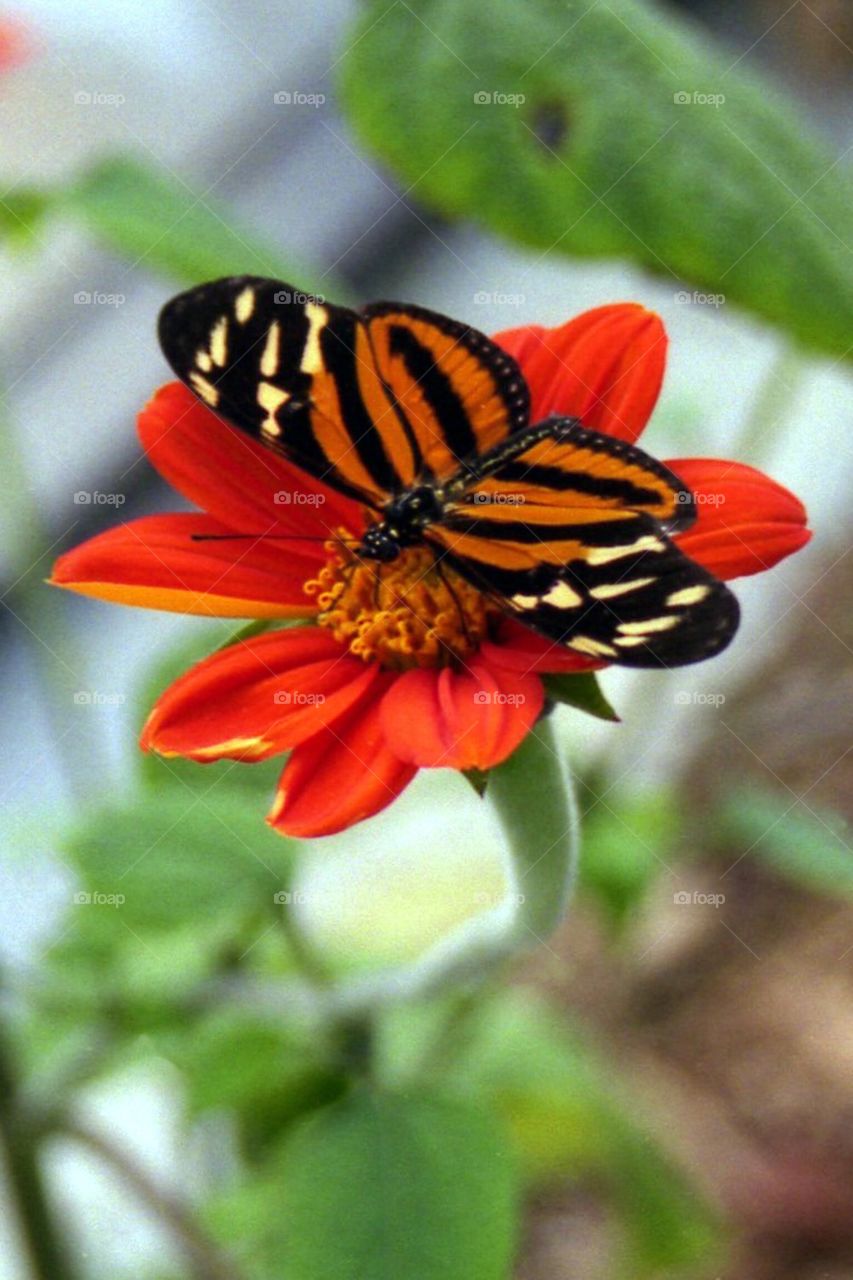 Orange butterfly 