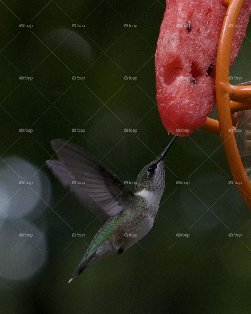 Hummingbird elegance while eating a special treat