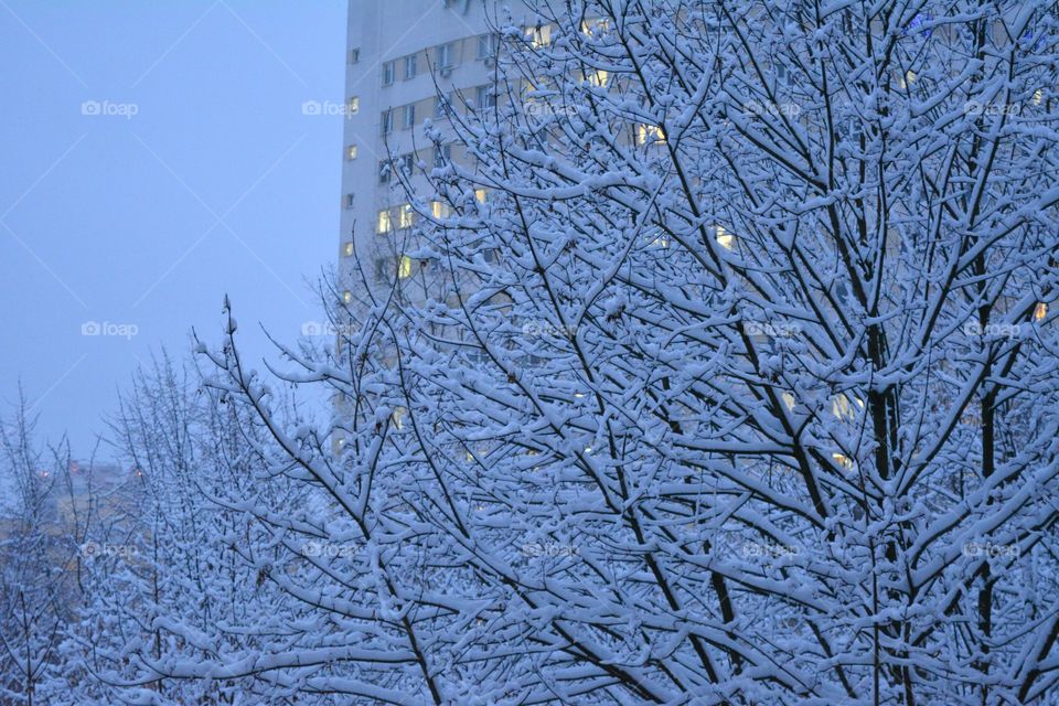 Winter, Frost, Tree, Branch, Snow