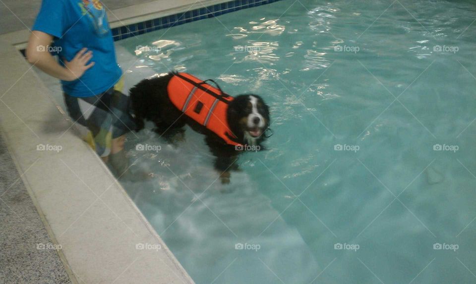 Bernese Mountain Dog Learning To Swim