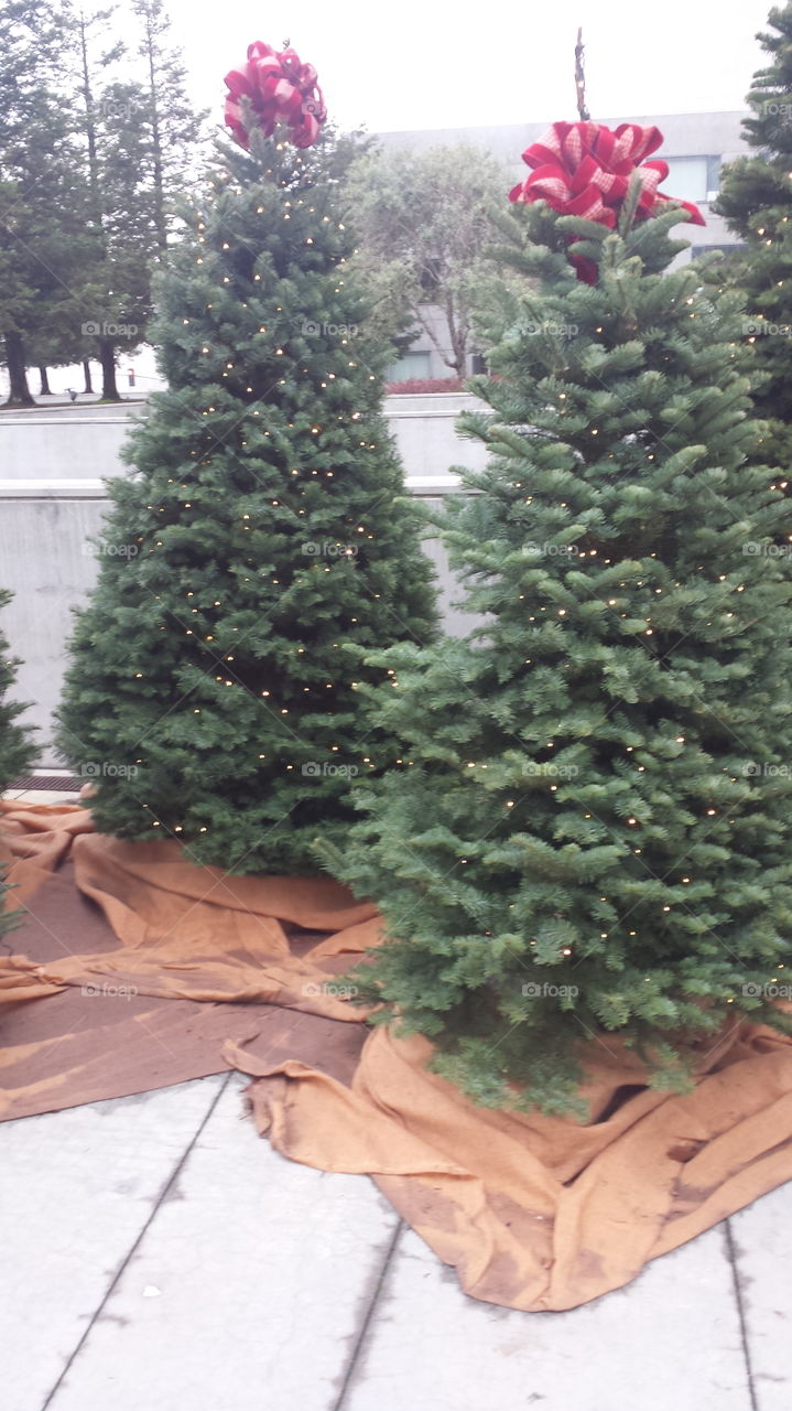 Christmas Tree grouping