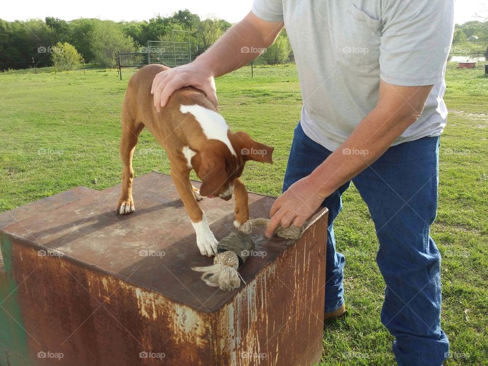 A young puppy dog looking down at a rope bone pawing at it with a man grabbing it with the dog standing on a box with the green grass of spring in the background
