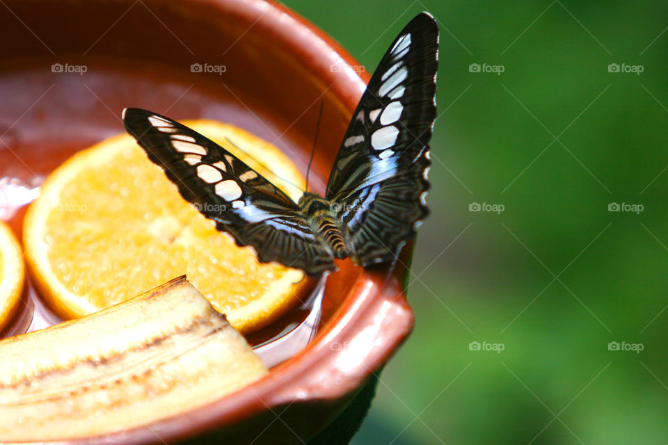 No Person, Nature, Wood, Butterfly, Outdoors