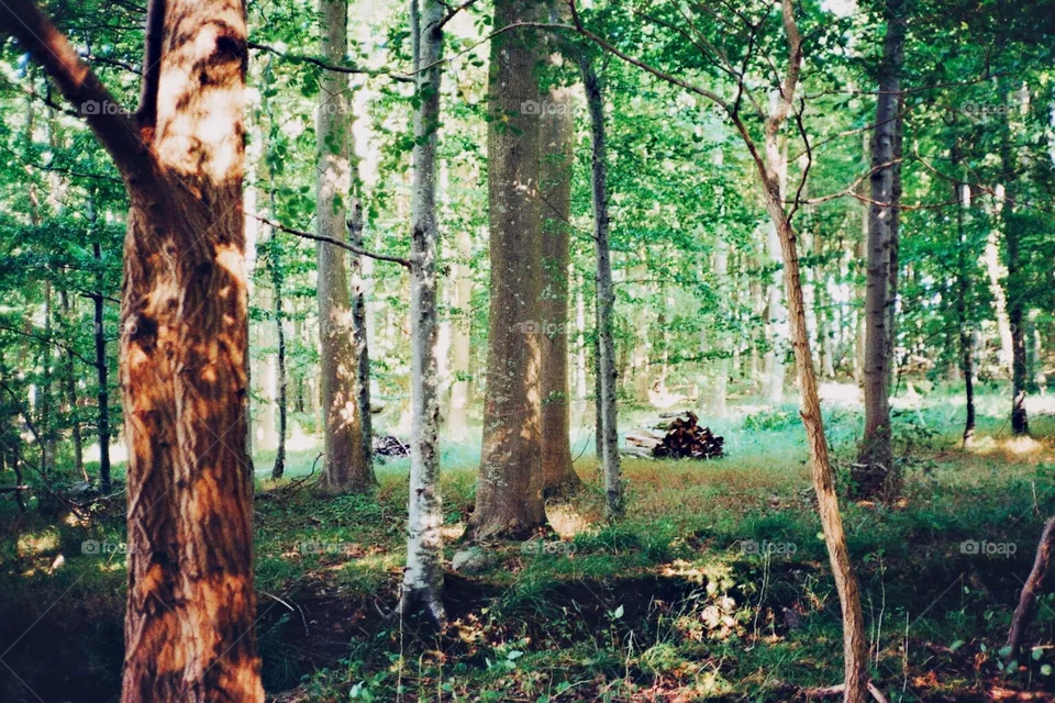 Forest