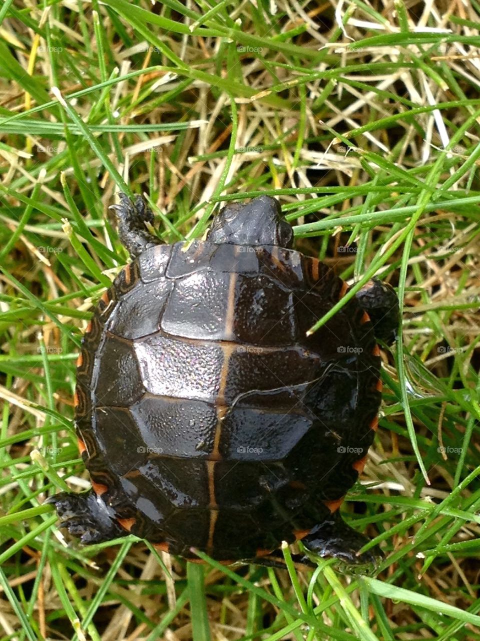 High angel view of small tortoise in grass