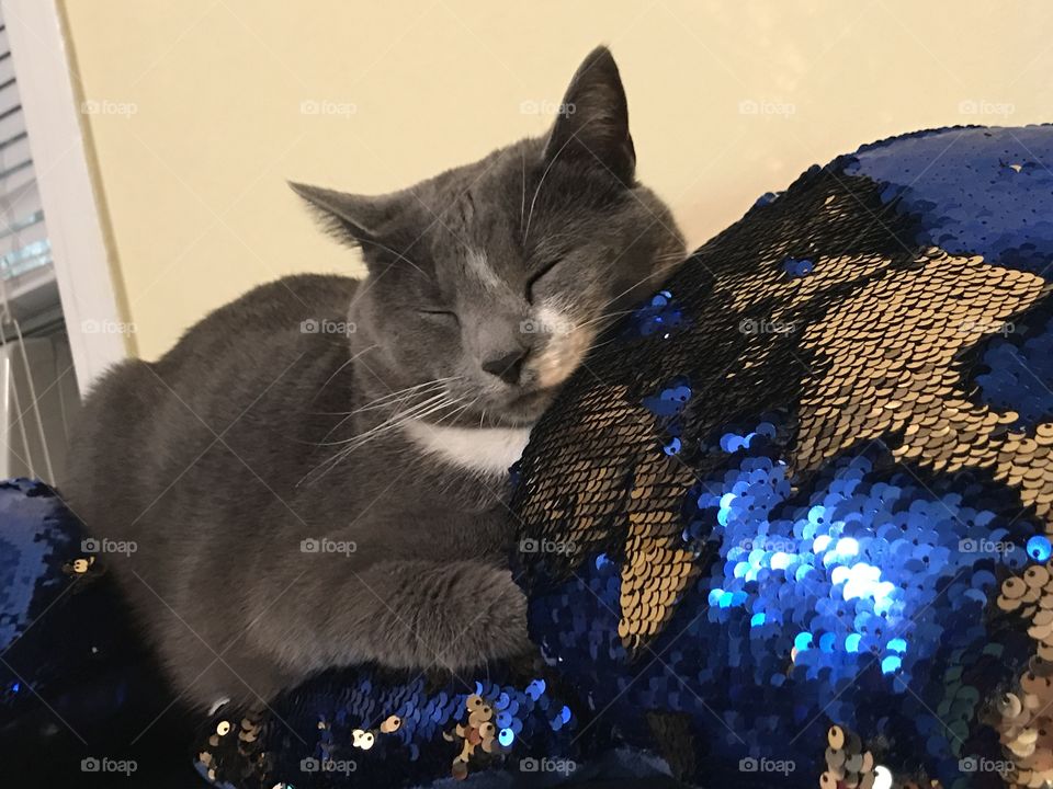 Sleeping cat with sequins pillow
