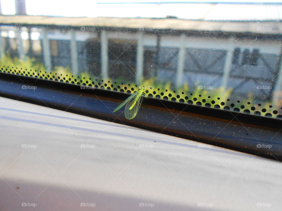 Green Insect in Front of Window