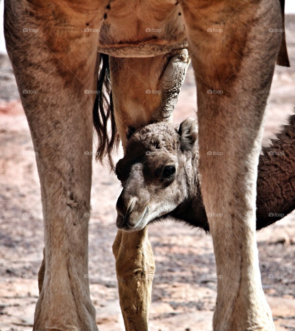 Close-up of baby camel