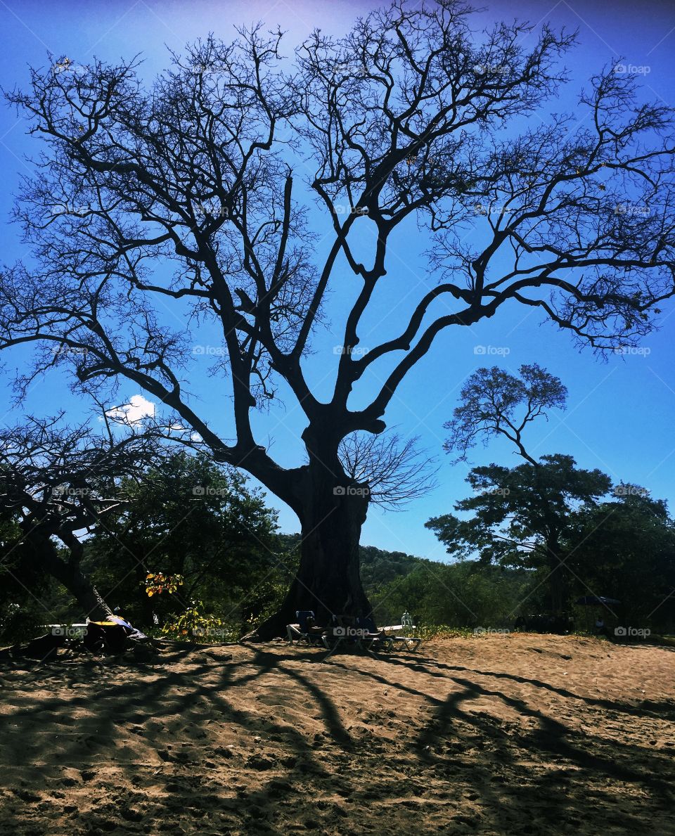 "I stand"

A tree I found in Costa Rica
