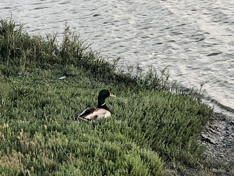 Duck laying down