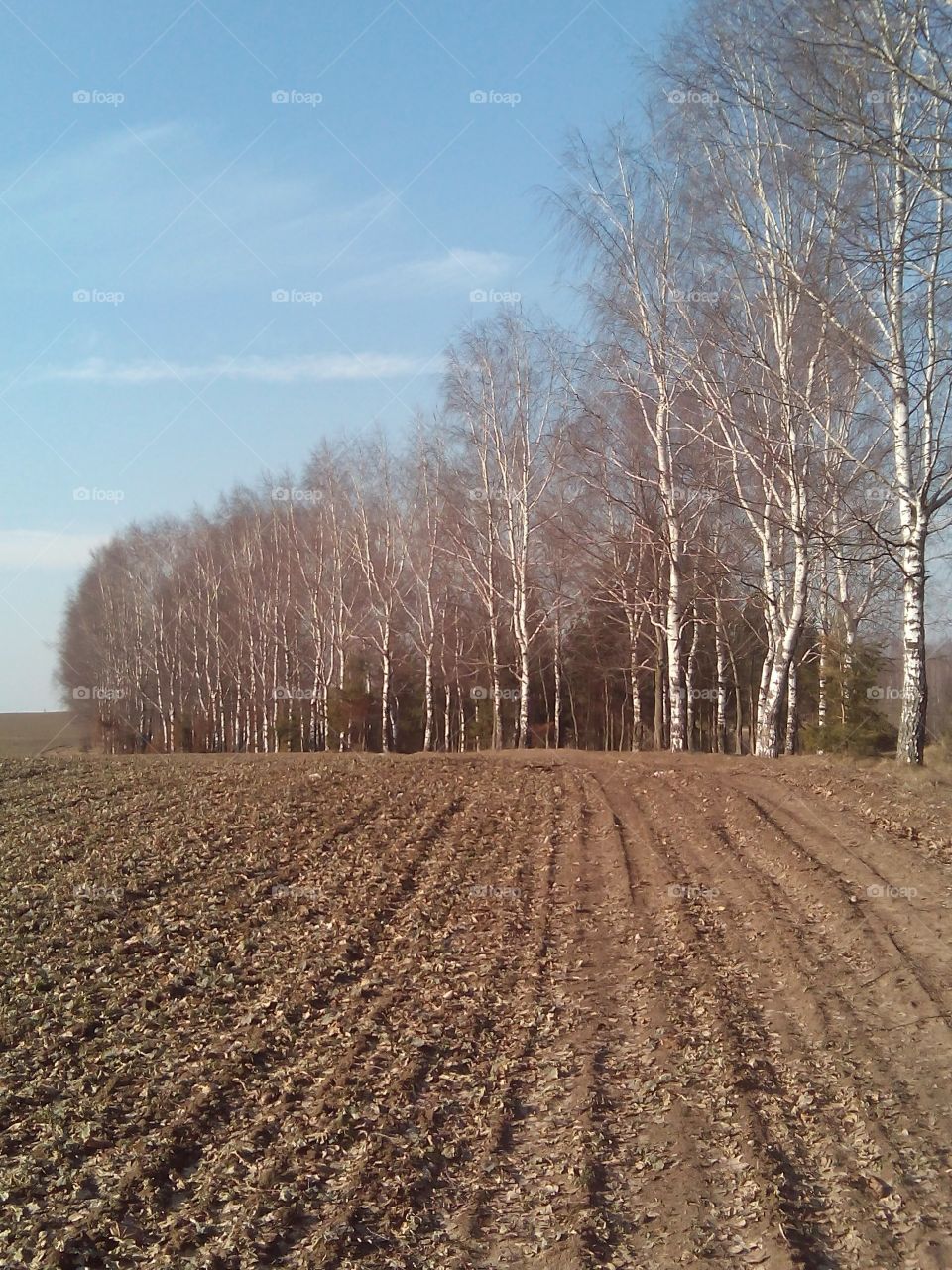 No Person, Winter, Landscape, Nature, Tree