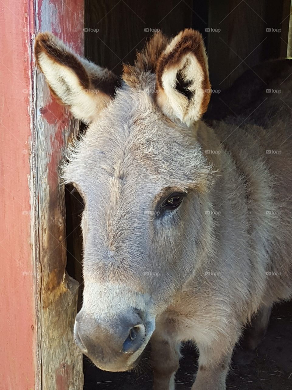 the grey donkey in the barn