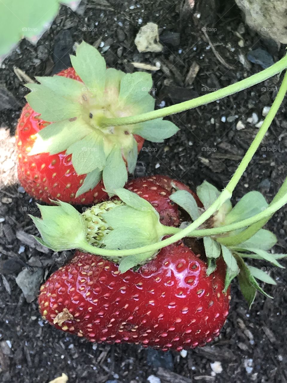 Strawberries