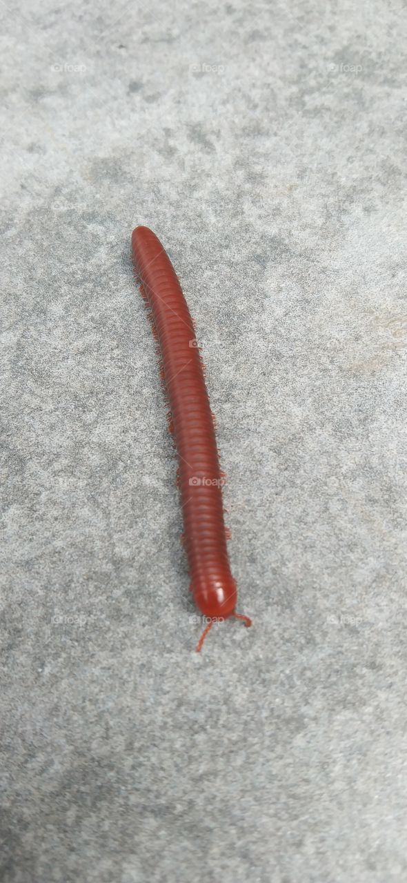 Hai... Mr. Brown light