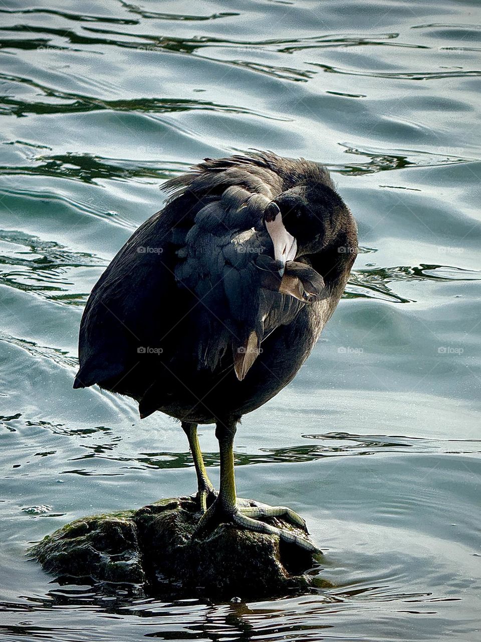 American Coot Preening