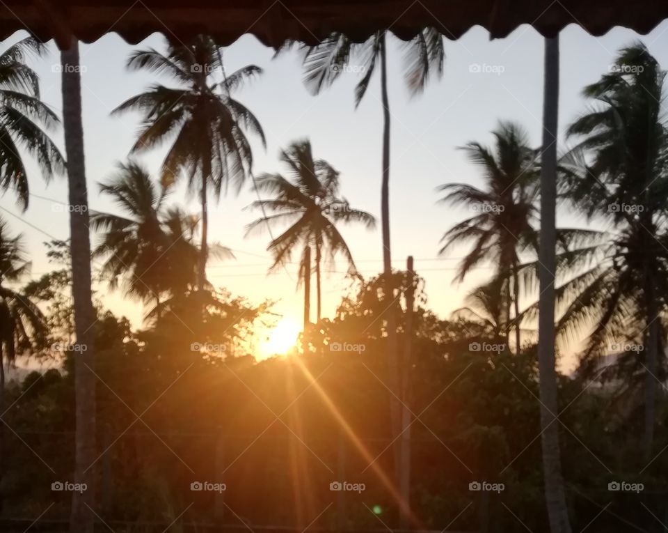 Sun and coconut trees