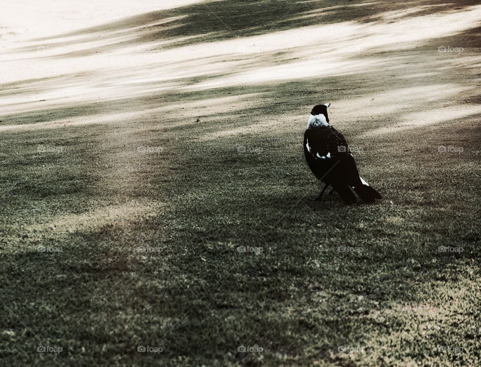 An Australian magpie on the grass.