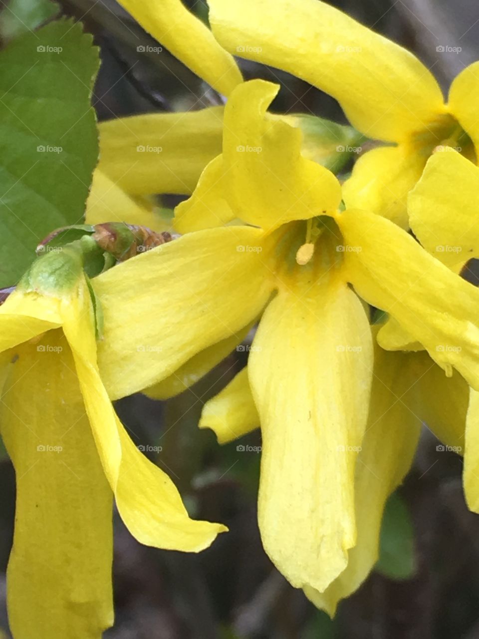 Yellow flower 