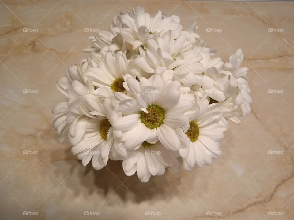 white chrysanthemum