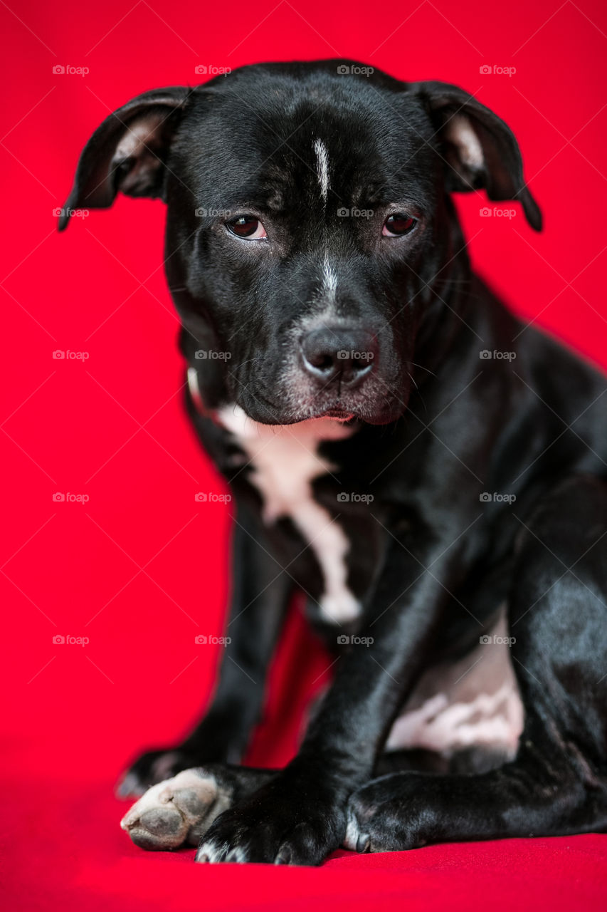 Little cute dog on red background 