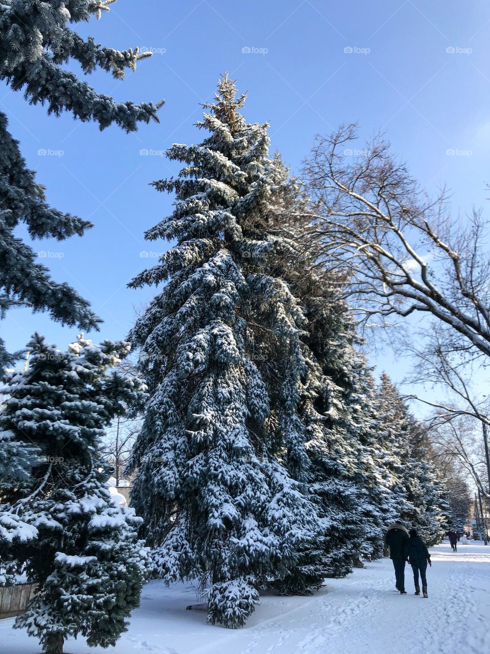 Triangle spruces in snow 