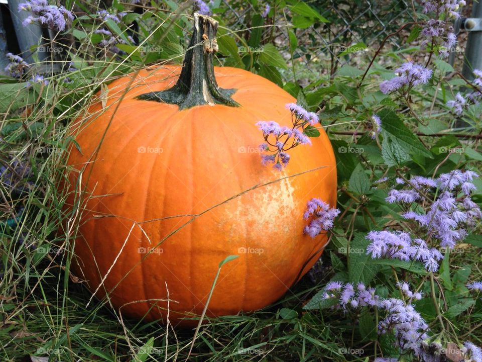 Close-up of pumpkin