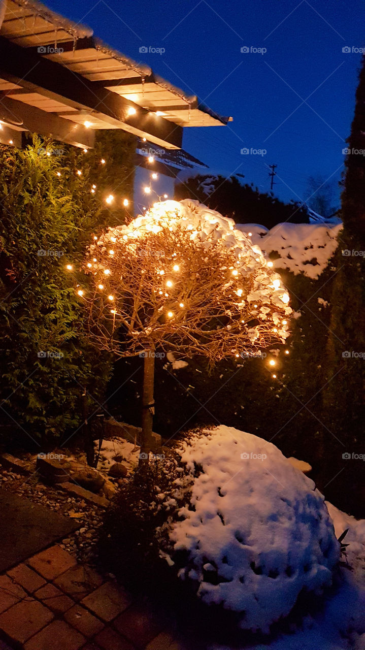 little tree with snow by night