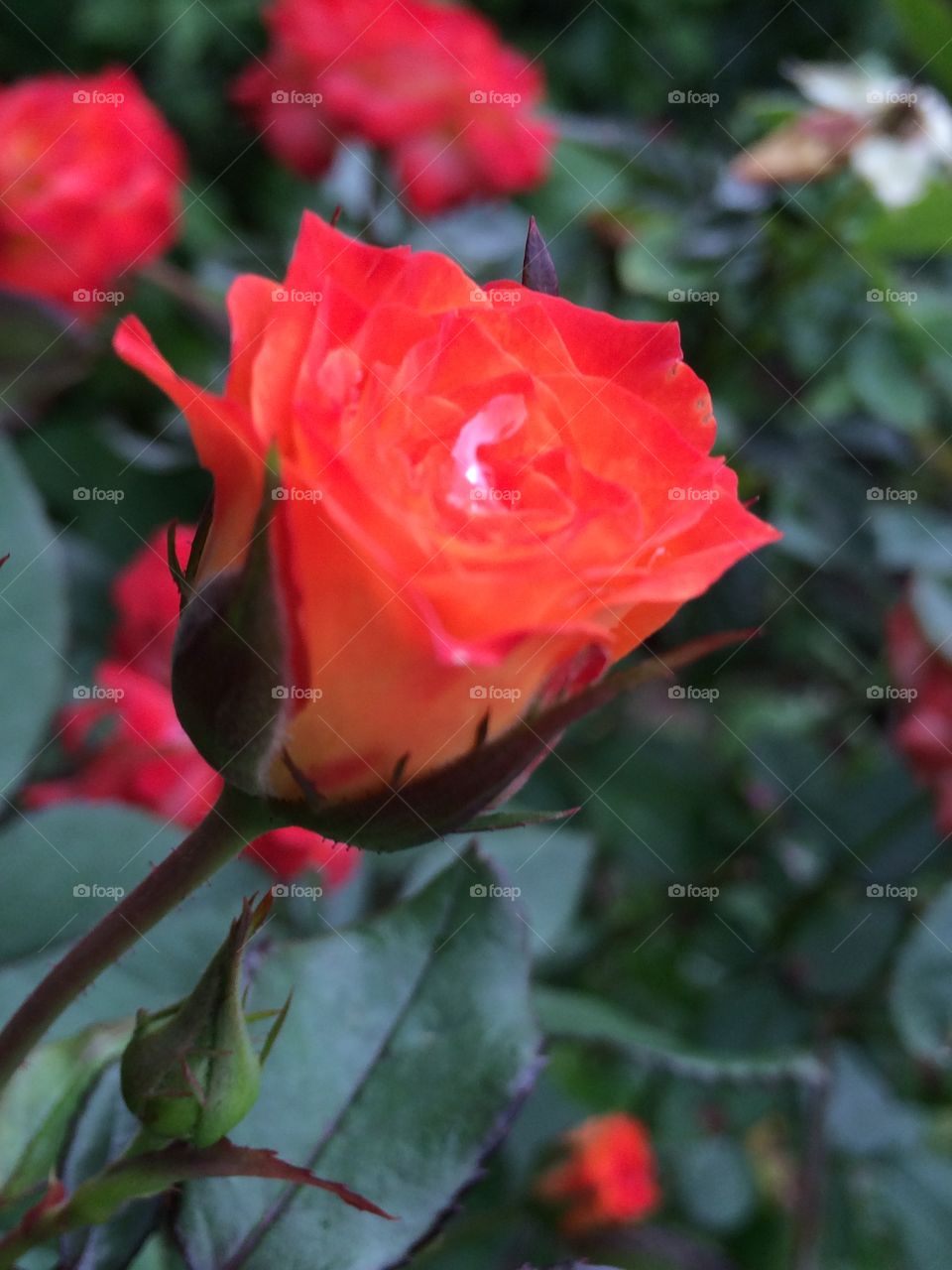 Rain Drops trapped by rose 
