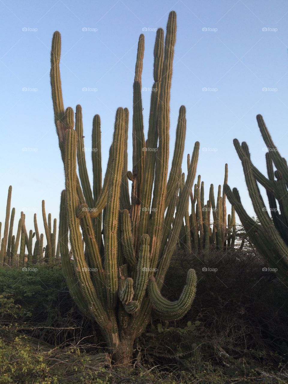 Cactus fields, Aruba