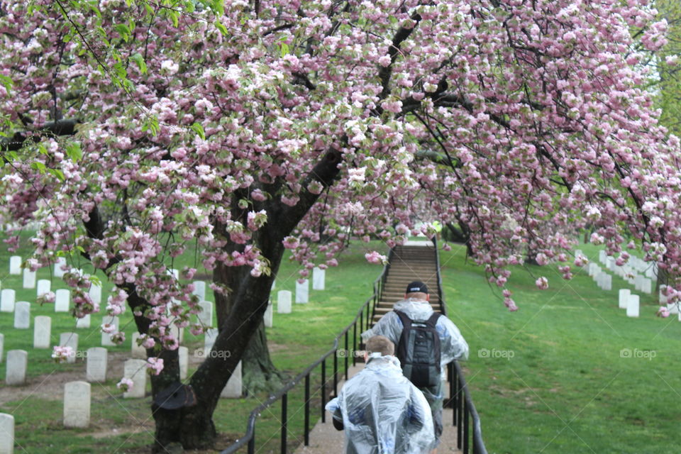 Washington D.C Arlington Cemetery 