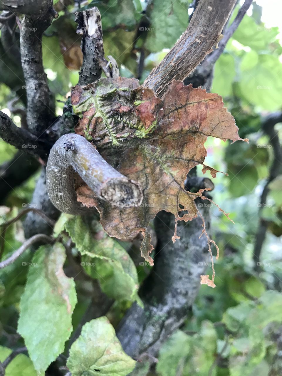 First dry leaves on the trees in the garden 