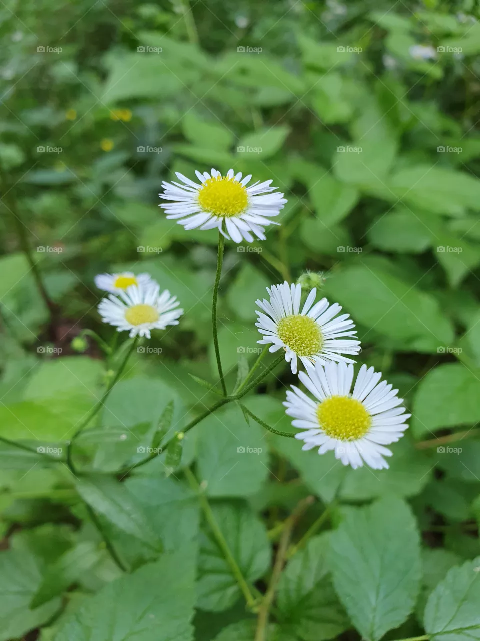 white blossom