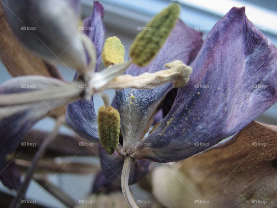 Dried flower
