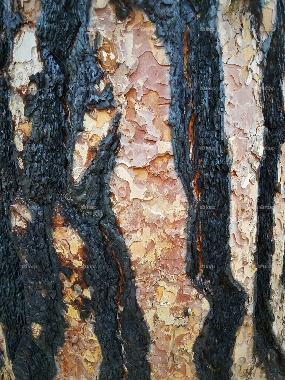 Burn striations on a pine tree