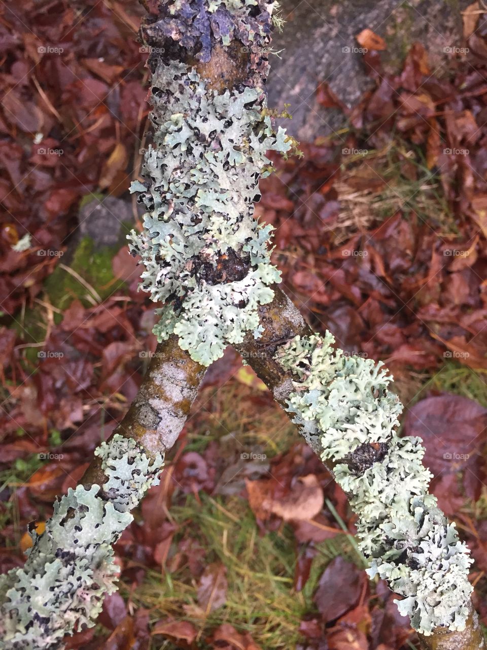 Branch with moss
