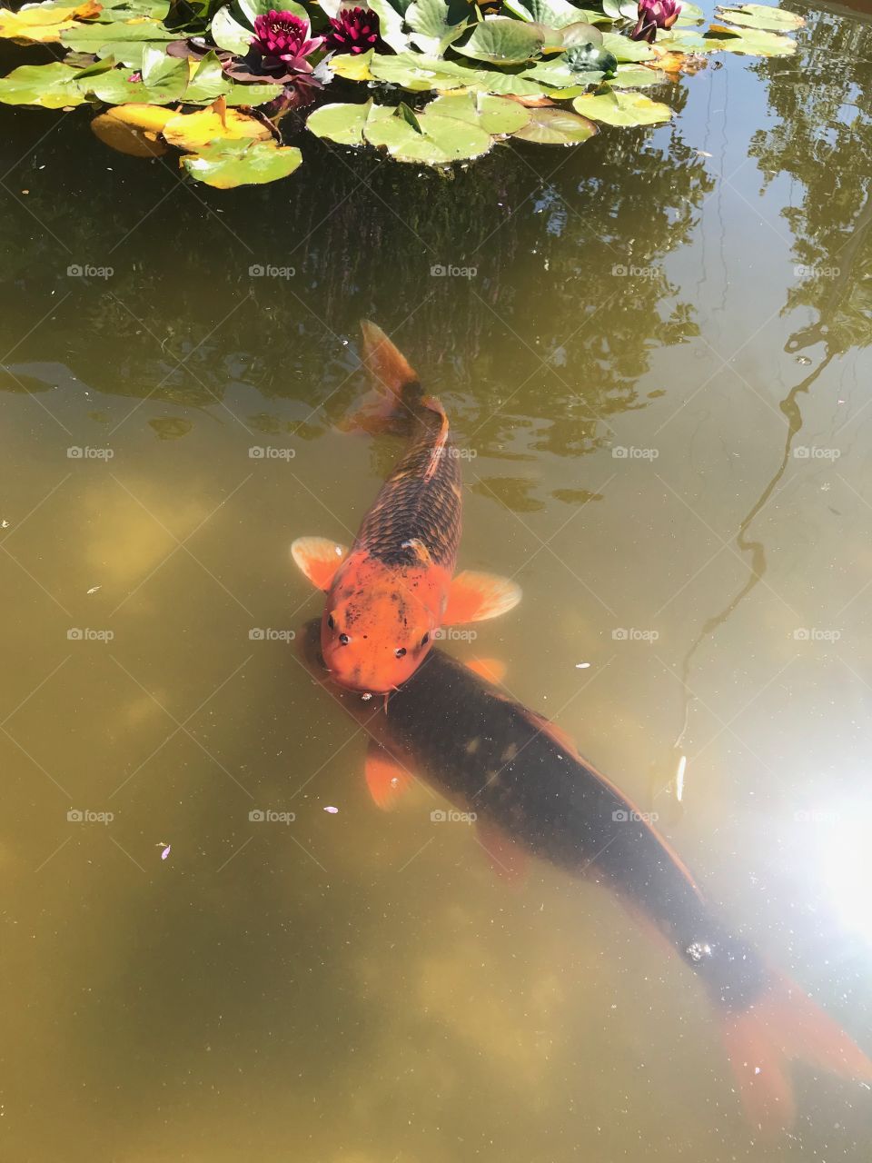 Koi