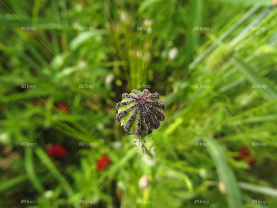 Macro shots