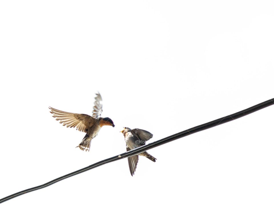 Mother feed her child, Hill swallow, hirundo domicola.