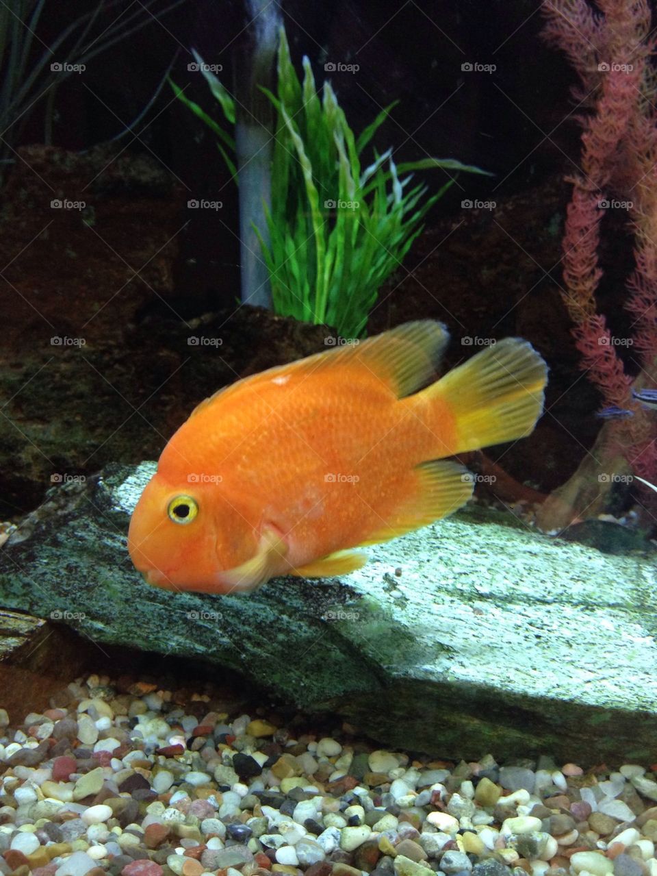 Orange fish 